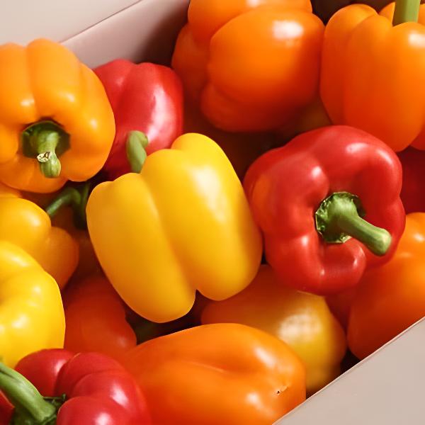 파프리카 1봉(8EA) 국내산