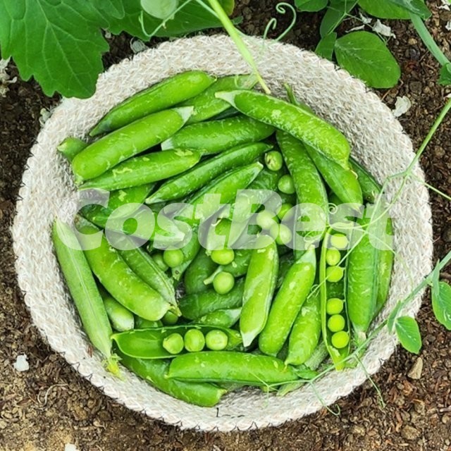 완두콩 (2KG)