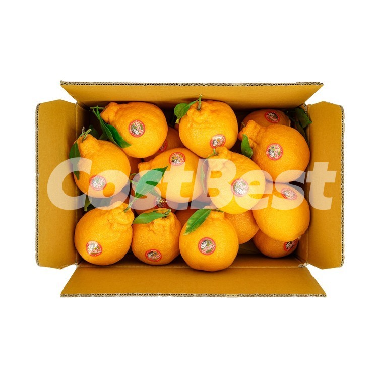 제주 한라봉 (3KG)