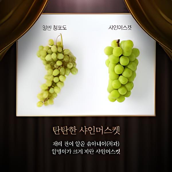 샤인머스켓 청포도