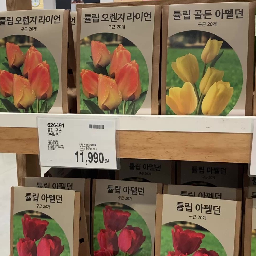 튤립 구근 20개 / 팩