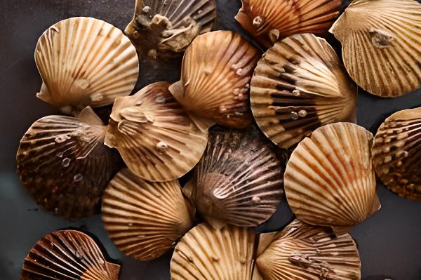 생물가리비 2KG/ 국내산