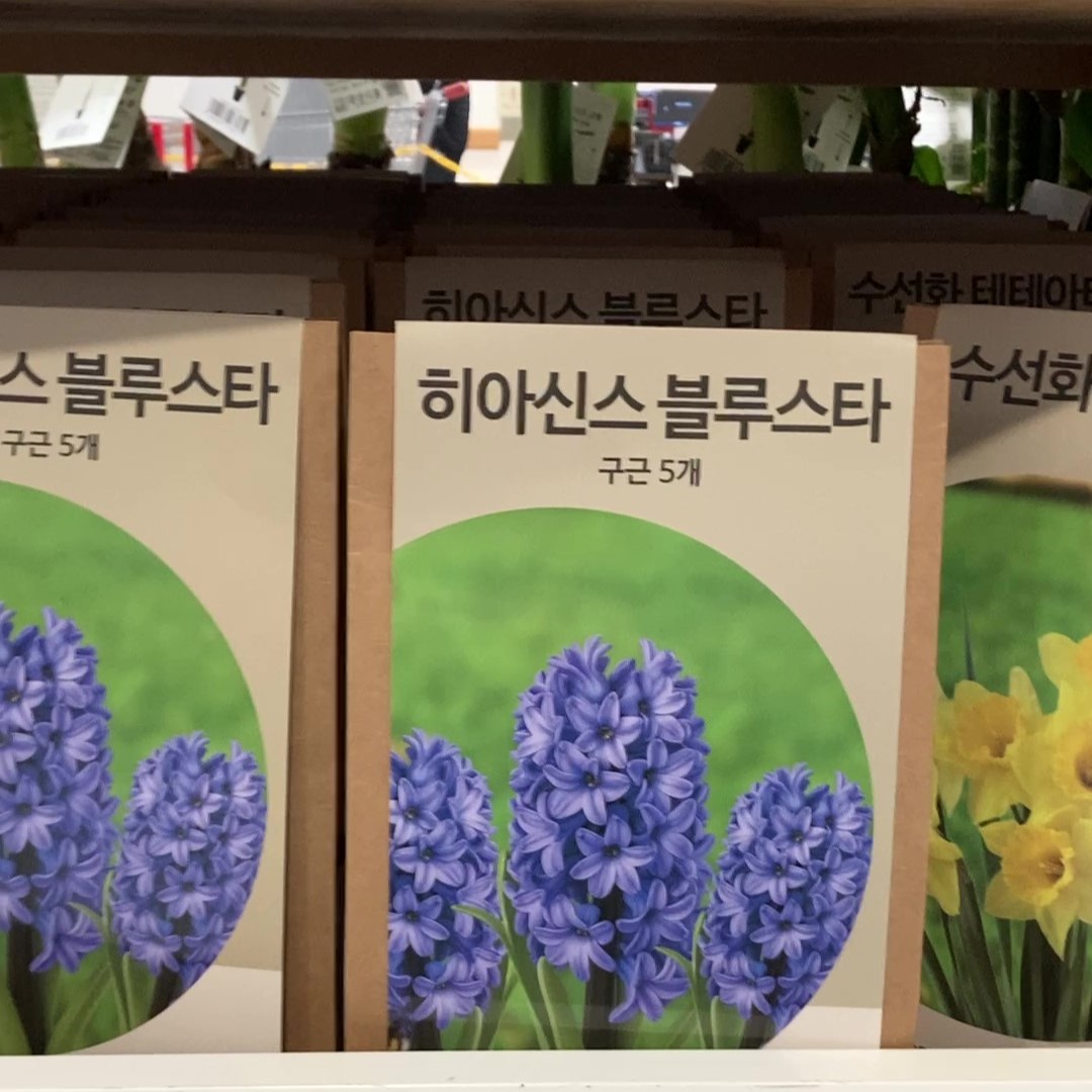 히아신스 구근 5개 / 팩