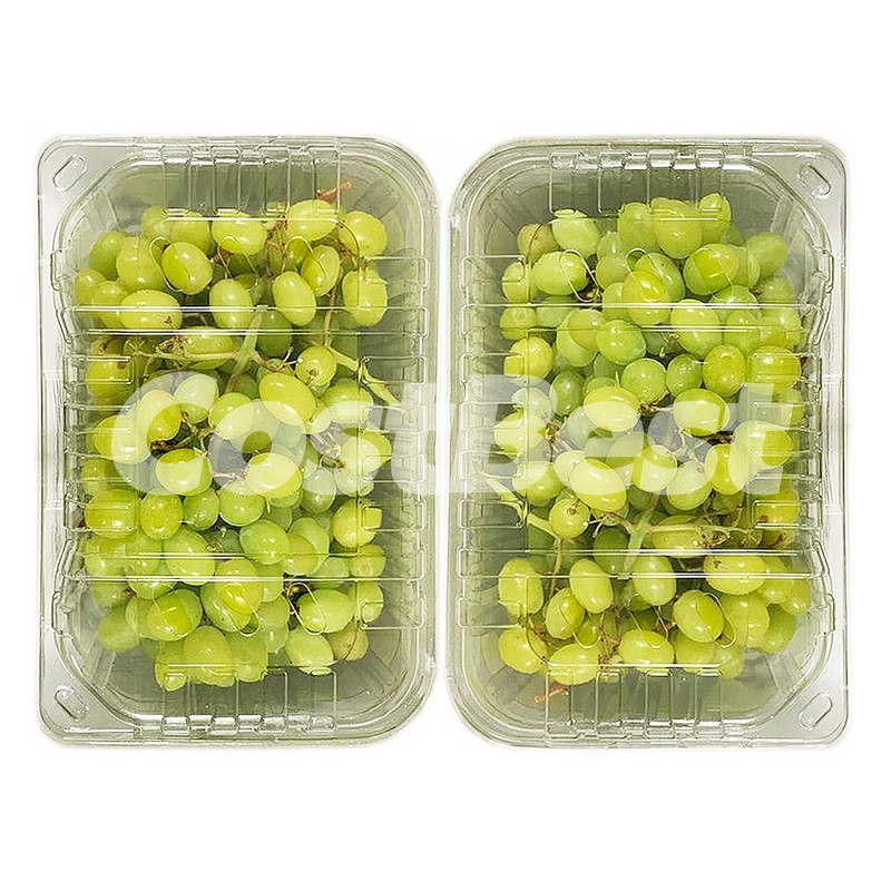 스텔라벨라청포도 (1.36 KG)