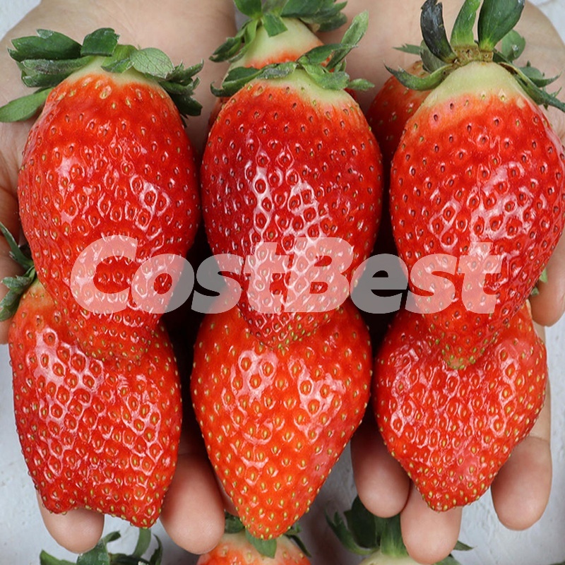 킹스베리딸기 1KG 국내산