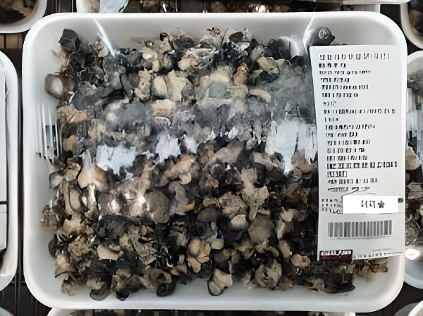 생물데친우렁살/ 1.3kg이하