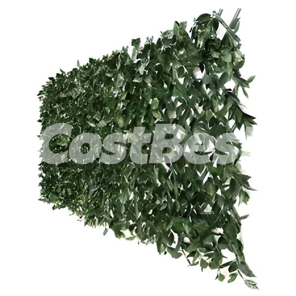 SAKURA TRELLIS HEDGE