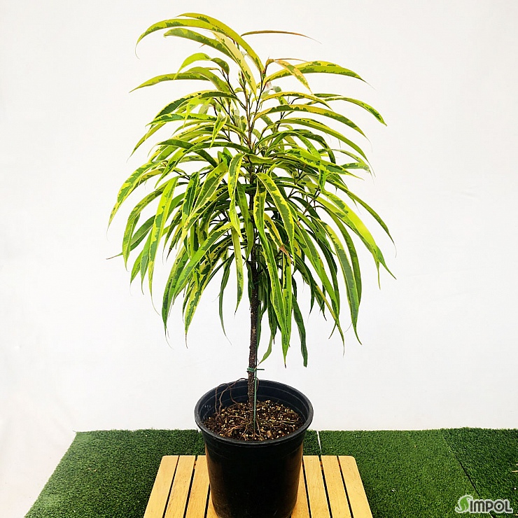 무늬 알리고무나무 공기정화 식물 세라믹 화분