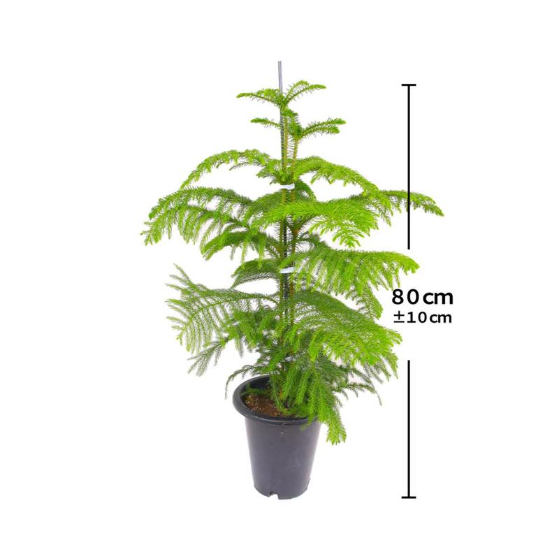 아라우카리아   대형