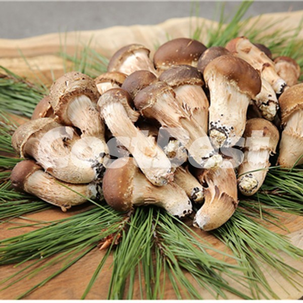 무농약 찬송이버섯 (250G)