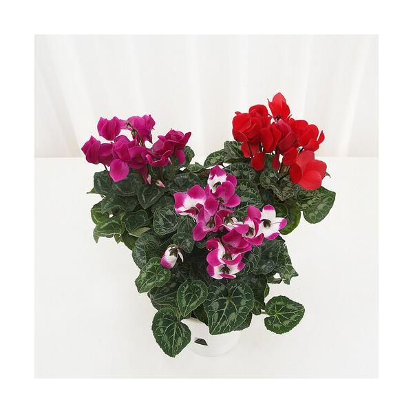 시클라멘  2 개입