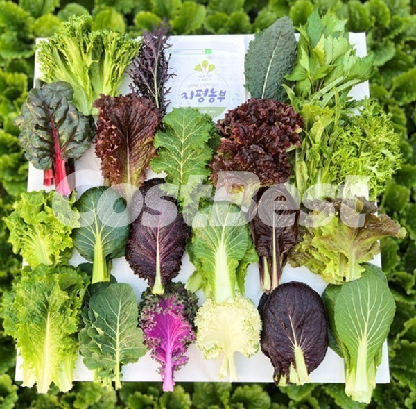 유러피언 쌈채소 모음 4종 450G