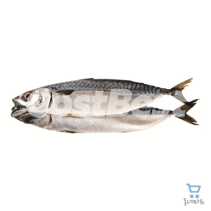 노르웨이 자반고등어(특), 1손(2마리)